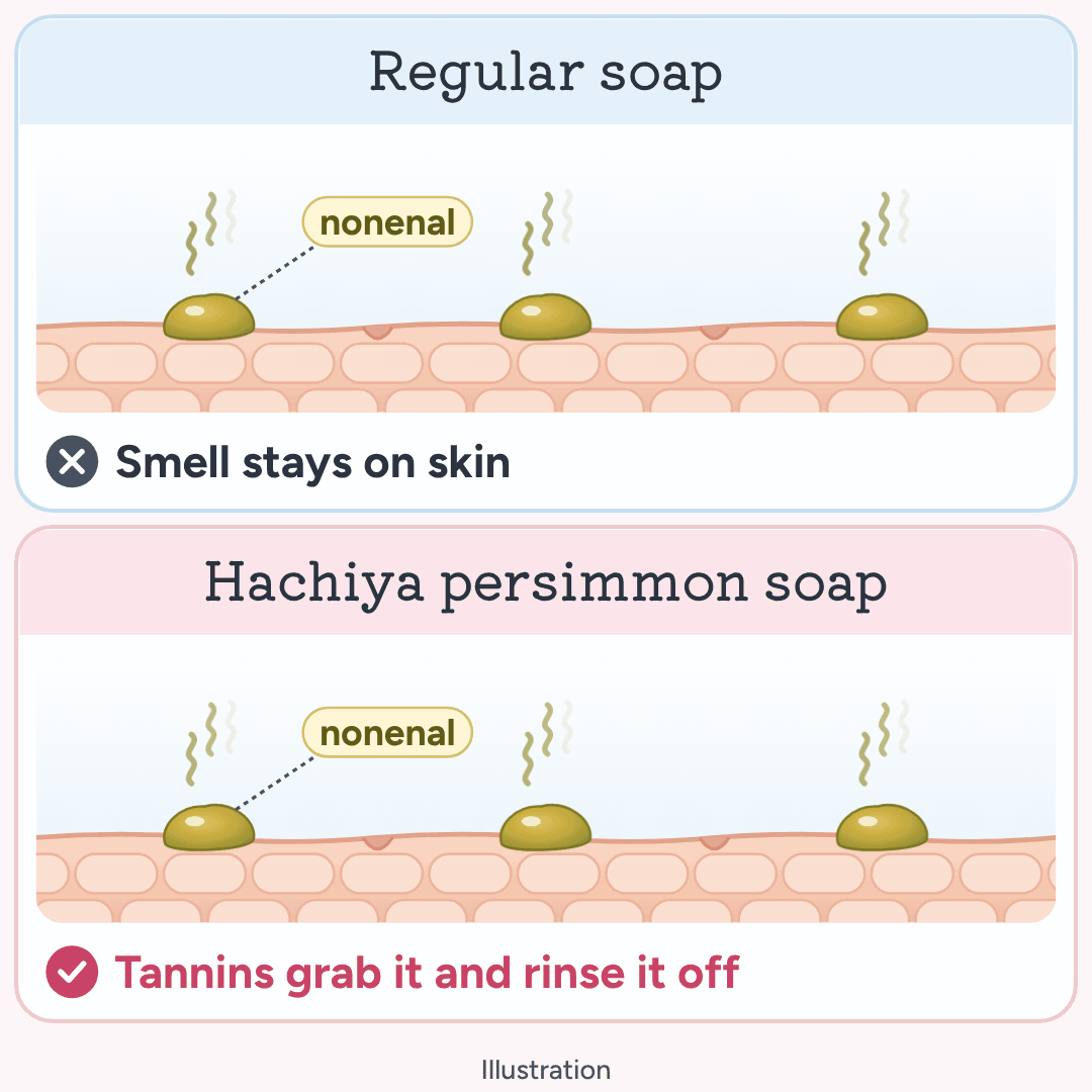 Illustration of persimmon tannins lifting nonenal from skin